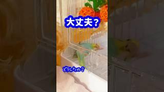 ウニちゃんだけが…#セキセイインコ#インコ#たまご保育園