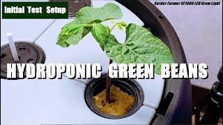 HYRDOPONIC GREEN BEANS TESTING IN PROGRESS