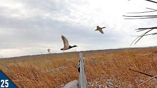 MALLARDS Decoying Over SMALL Water! (Limited Out) | Duck Hunting After a Snowstorm