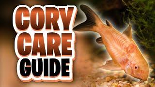 Corydoras Care Guide (Feeding, Water Parameters, Tank Setup, Tank Size, Tank Mates, Breeding)