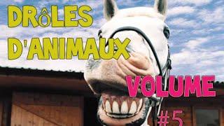 Meilleur Rigolo Animaux Compilation Novembre 2014 Édition [NEW HD]