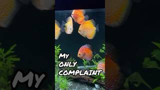 DISCUS! [My *ONLY* Complaint]
