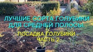 Лучшие сорта голубики для средней полосы. Посадка голубики. Часть 2.