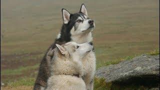 Sherpa Malamute not impressed by Nephew Nooks new toy