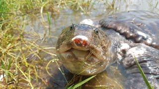 snapping turtle//ชมบ่อตะพาบที่ใหญ่ที่สุดในประเทศลาว// ໜອງປາຝາທີ່ໃຫຍ່ທີ່ສຸດໃນປະເທດ