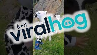 Little Girl Sings To Baby Calf || ViralHog