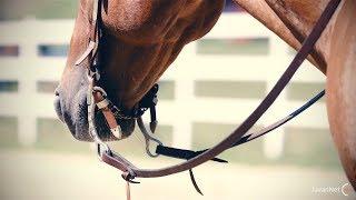 Western Horse Riding - SIQHA Championship August 2017 4K