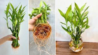 DIY aquatic plant pots from lucky bamboo best ideas for house plants