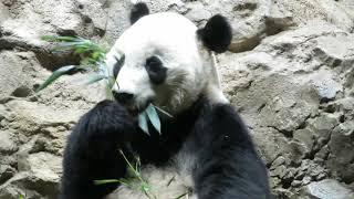 Bei Bei enjoying his bamboo