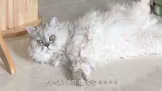 "까까"라는 말에 빛의 속도로 반응하는 고양이 ㅋㅋㅋㅋ