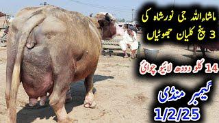 Noorshah ki top class panj klyan jhotiyan|نورشاہ کی پنج کلیان جھوٹیاں|Earn from buffalo