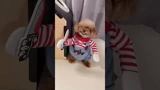간식주세요!!!  #미소아라 #misoara #pets #처키 #강아지코스튬 #귀여운강아지