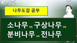 소나무 vs 구상나무 vs 분비나무 vs 전나무 : 차이점