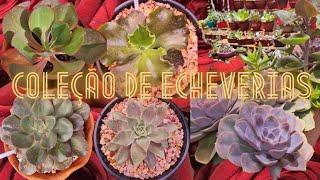 Coleção de Echeverias!