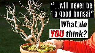 How to develop a triple trunk bonsai | Winter pruning an English elm