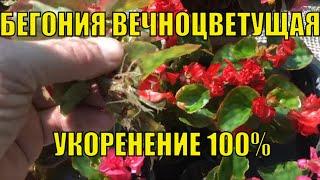 Бегония вечноцветущая. Укоренение и размножение 100 %.