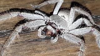 Huntsman Spider Australia pt. 2