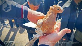 Bird market of Tashkent - Pigeons (09.11.2024)