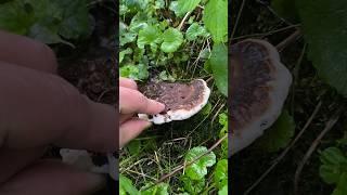 Завариваем покрепче? #фишермания #рыбалка #youtube #shorts #чай #грибы