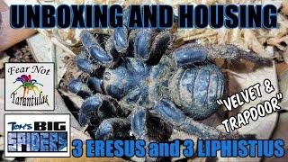 Spider Unboxing Featuring 3 Eresus and 3 Liphistius species