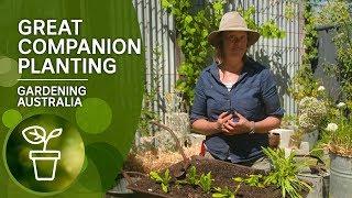 Great companion plants