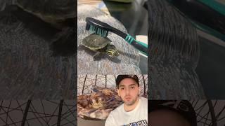 How to actually brush your little turtle  #shorts #trending #trendingshorts #tiktok #video #usa