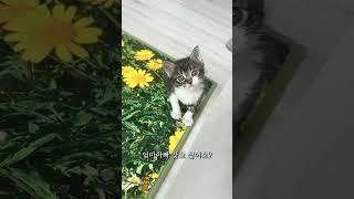 대답신동 새끼고양이 대답냥 아기고양이가 개냥이 조짐이 보여요