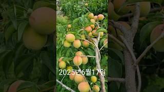 매실 농부의 하루 매실 수확 중!!!