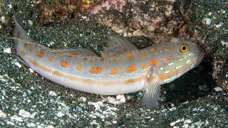 Facts: The Diamond Goby