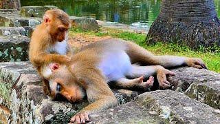 Good Boy..// Tiny Monkey LEO trying comfort and grooming Pregnant Monkey Libby until sleeping.