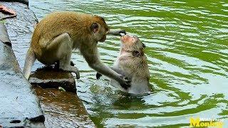 Trillion Scared!! Santra monkey try to play with Drew this evening but very dangerous for Drew