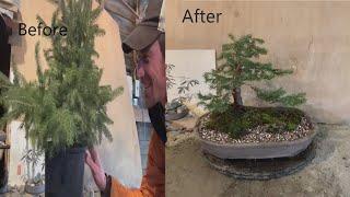 Black Hills Spruce Bonsai - Nursery Stock