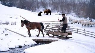 The Legendary Shepherd’s Family: New Lambs, Old Traditions