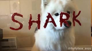 SHARK DOG! (Shark Week 2018)