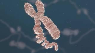 Chromatin Biology Explained