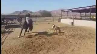 Angry horse kicks