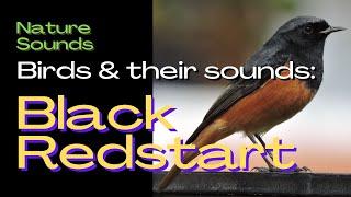 Black Redstart : Bird Song Identifier. Do you the sound of this Bird? Bird Sounds - Bird call, Birds