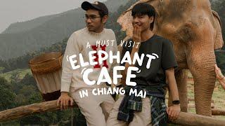 Feeding the Elephants in an Elephant Cafe in Chiang Mai