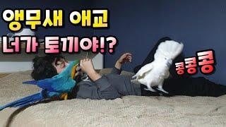 [#앵집사] 앵무새 뽕 맞기 - feat. 토끼링고