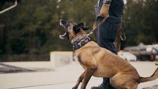 K9 training out at the Charleston Air Force Base