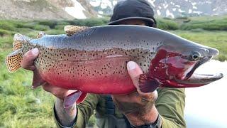 HIGH ALPINE LIGHTNING - Fly Fishing Colorado for LARGE CUTTHROAT