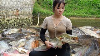 Fishing Exciting | Nana Harvesting Lots Of Big Fish in the Pond Goes To Countryside Market Sell