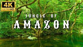 4K Amazon Rainforest Wildlife - Discover the Creatures That Inhabit the Jungle