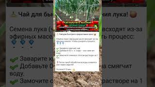 секреты выращивания репчатого лука