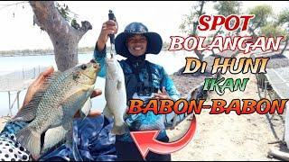 SPOT BOLANGAN DI HUNI IKAN BABON-BABON..!! Mancing Harian 10k