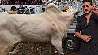 Jaffar Mandi 2025 Detail Reviews - Very Big Bulls - Fateh Jang Bulls 2025 - Cow Mandi 2025