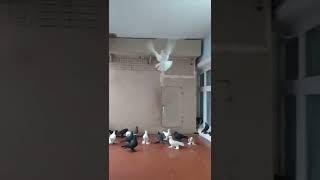 УЗБЕКСКИЕ ДВУХЧУБЫЕ ОТ ШУХРАТА