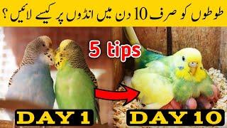 Austalian parrots breeding tips in urdu | Budgies Breeding progress | Breeding Tips for budgies