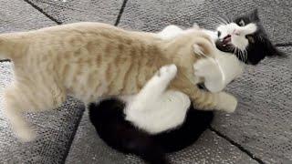 Kitten Terrorizes Cat