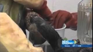 Oiled Birds Treated in San Pedro